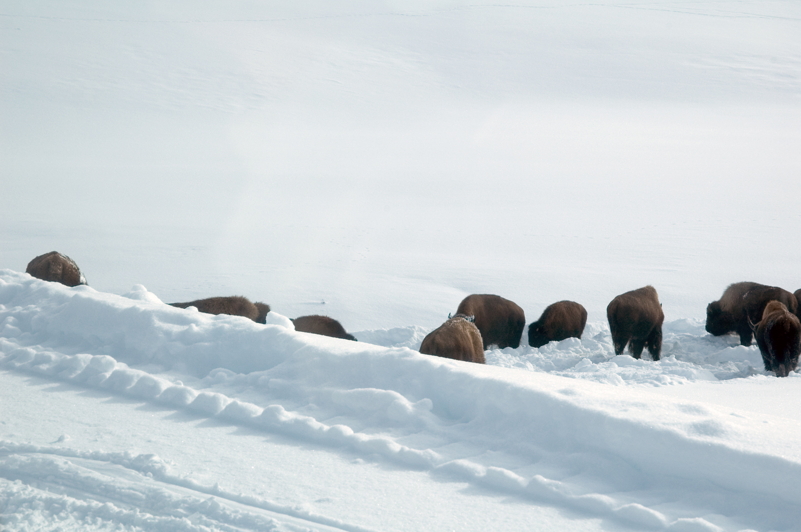 A herd of bison standing in deep snow at Yellowstone National Park, winter 2005